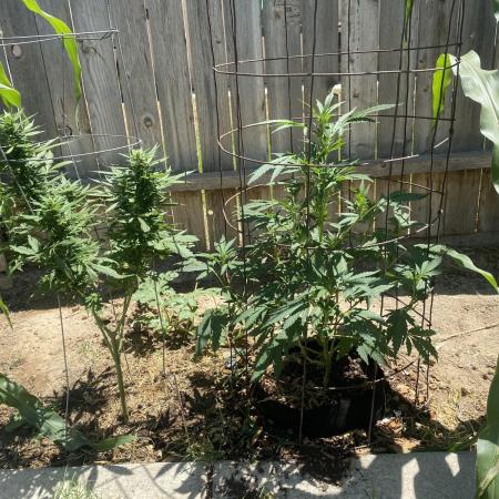 Strawberry cheesecake won’t flower