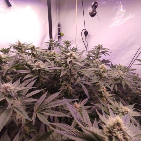 MimosaXOrangePunch/BarneysFarm/RDWC