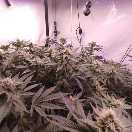 MimosaXOrangePunch/BarneysFarm/RDWC