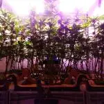 MimosaXOrangePunch/BarneysFarm/RDWC