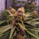 MimosaXOrangePunch/BarneysFarm/RDWC/DIY