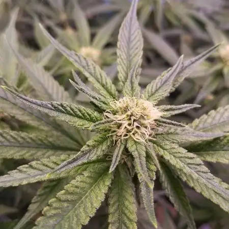 MimosaXOrangePunch/BarneysFarm/RDWC