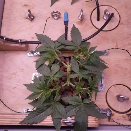 MimosaXOrangePunch/BarneysFarm/RDWC