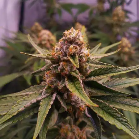 MimosaXOrangePunch/BarneysFarm/RDWC