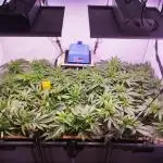 MimosaXOrangePunch/BarneysFarm/RDWC