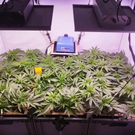 MimosaXOrangePunch/BarneysFarm/RDWC