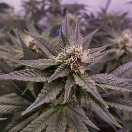 MimosaXOrangePunch/BarneysFarm/RDWC