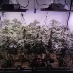 MimosaXOrangePunch/BarneysFarm/RDWC/DIY