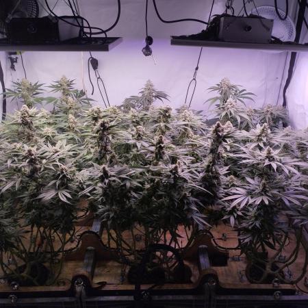 MimosaXOrangePunch/BarneysFarm/RDWC/DIY