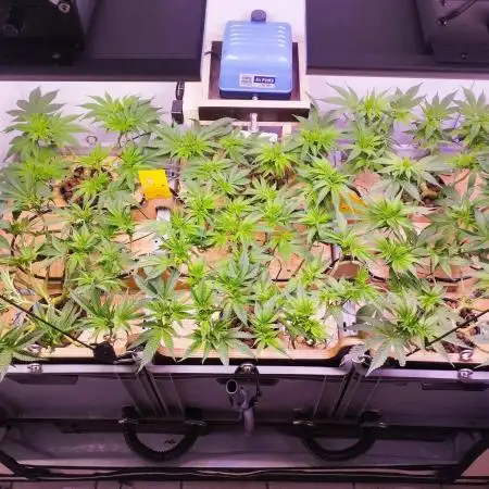 MimosaXOrangePunch/BarneysFarm/RDWC