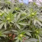 MimosaXOrangePunch/BarneysFarm/RDWC