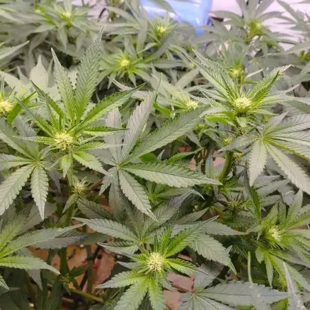 MimosaXOrangePunch/BarneysFarm/RDWC