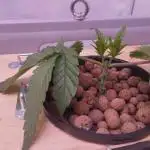 MimosaXOrangePunch/BarneysFarm/RDWC