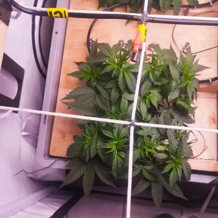 MimosaXOrangePunch/BarneysFarm/RDWC