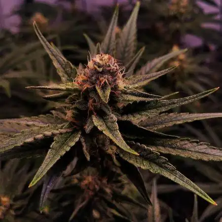 MimosaXOrangePunch/BarneysFarm/RDWC