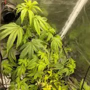 Seedoos 2: Coconut cream