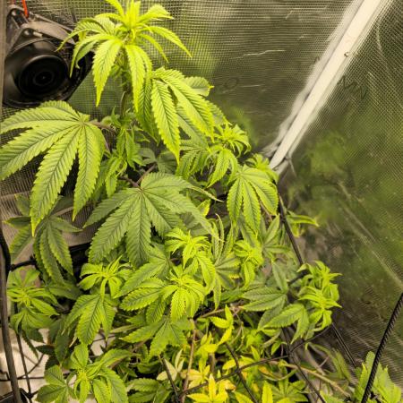 Seedoos 2: Coconut cream