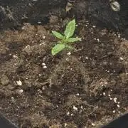 Seedoos 2: Coconut cream