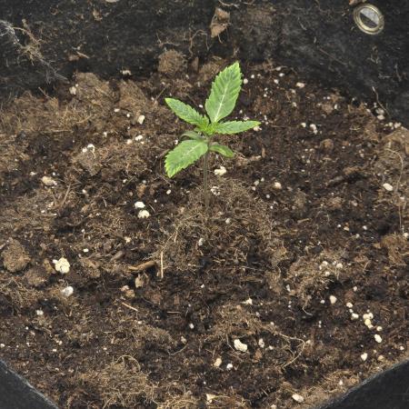 Seedoos 2: Coconut cream