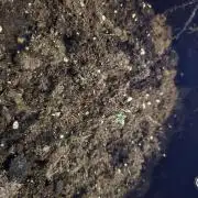 Seedoos 2: Coconut cream