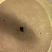 Seedoos 2: Coconut cream