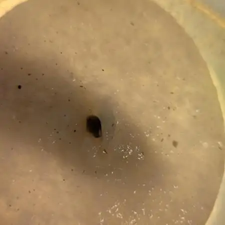 Seedoos 2: Coconut cream