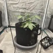 Seedoos 2: Coconut cream