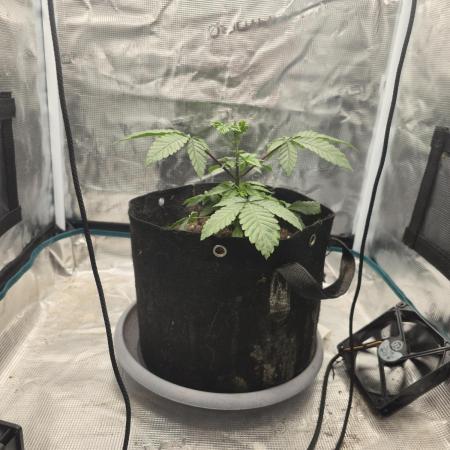 Seedoos 2: Coconut cream