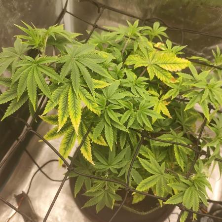 Seedoos 2: Coconut cream