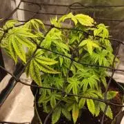 Seedoos 2: Coconut cream