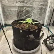 Seedoos 2: Coconut cream