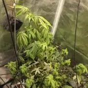 Seedoos 2: Coconut cream