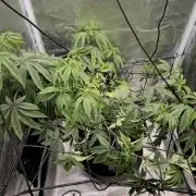 Seedoos 2: Coconut cream