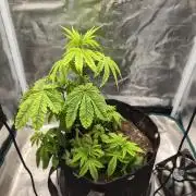 Seedoos 2: Coconut cream