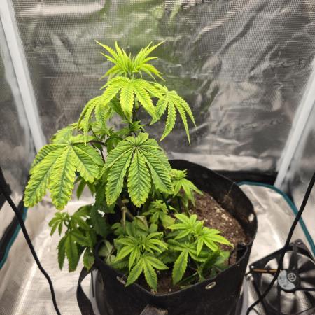 Seedoos 2: Coconut cream