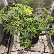 Seedoos 2: Coconut cream