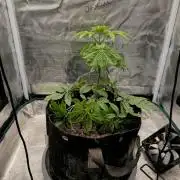 Seedoos 2: Coconut cream