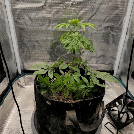 Seedoos 2: Coconut cream