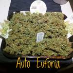 Euforia Auto