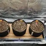 Grow #5: WTF is a Triploid