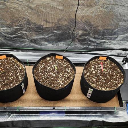 Grow #5: WTF is a Triploid