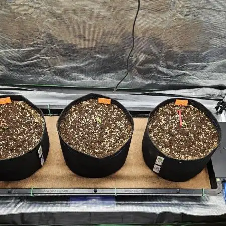 Grow #5: WTF is a Triploid