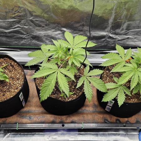 Grow #5: WTF is a Triploid