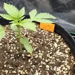 Grow #5: WTF is a Triploid