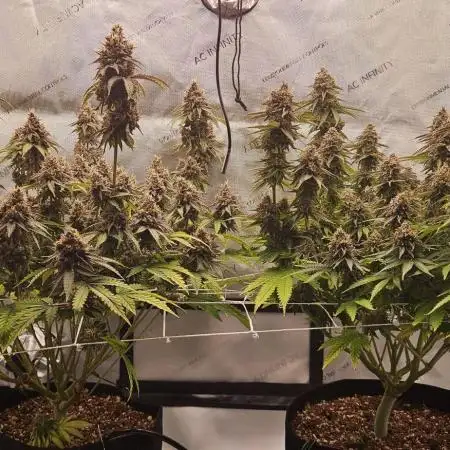 Grow #4.2: Autopot Run