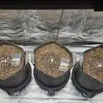 Grow #4.1: Autoflower Redemption