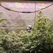 Grow #5: WTF is a Triploid