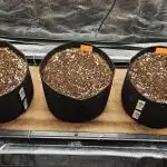 Grow #5: WTF is a Triploid