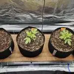Grow #5: WTF is a Triploid