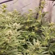 Grow #5: WTF is a Triploid